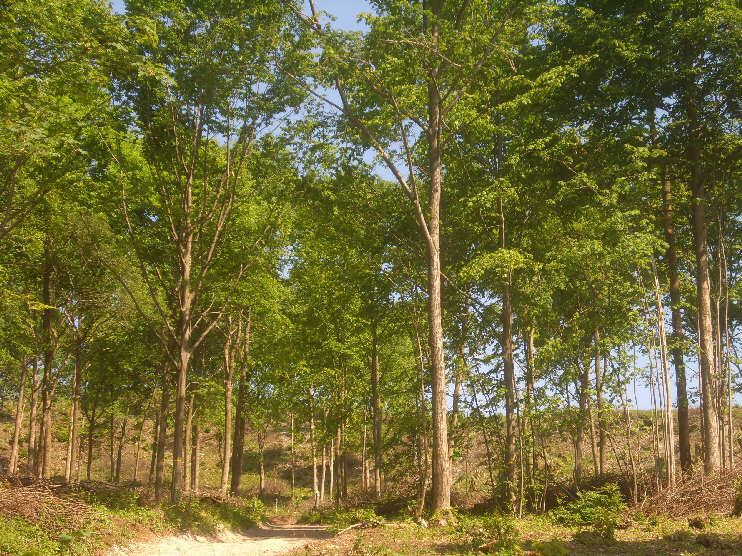 Der Wald auf dem Nordhang unterhalb des Gipfels wurde nach jahrhundertalter Tradition ausgednnt. (Juni 2015) 