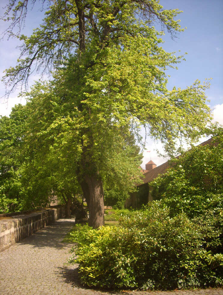 Frhling im Brgermeistergarten (Mai 2015)