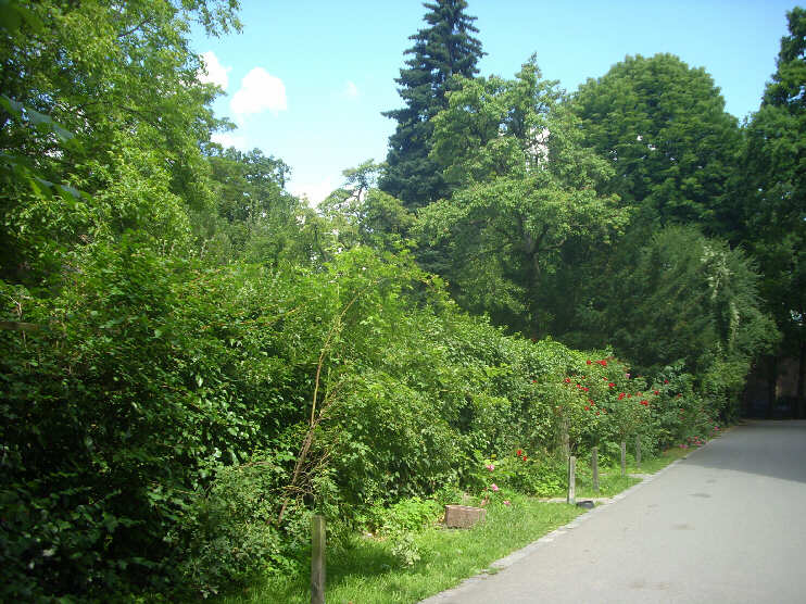 Grten im Burggraben, nahe des Tiergrtnertores (Juli 2014)