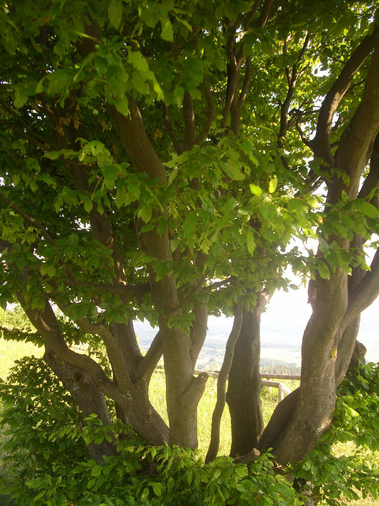 Baum auf dem Rodenstein (Juni 2015)