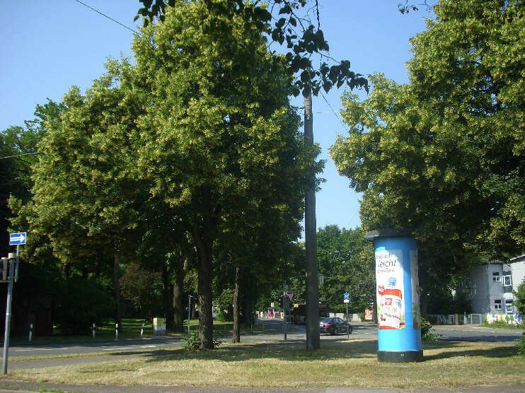 In der Nähe der Johannisbrücke: Ecke Willstraße / Roonstraße (Juli 2013)
