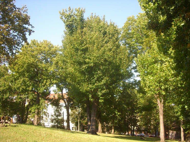 Grünanlage am Kühberg (August 2015)