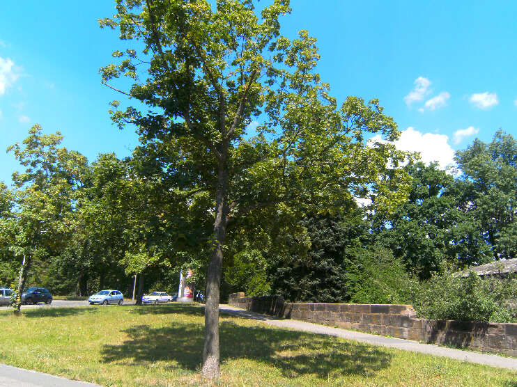 Parkanlage hinter dem Tiergärtnertor, Blickrichtung Vestnertorgraben (Juli 2016)